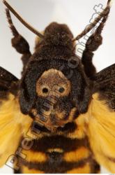 Upper Body Moth